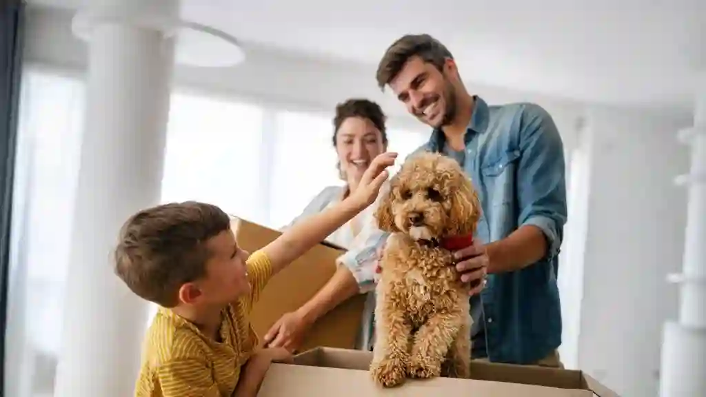 pet insurance