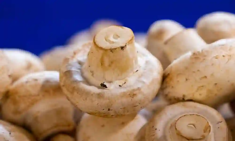 Chestnut Mushrooms